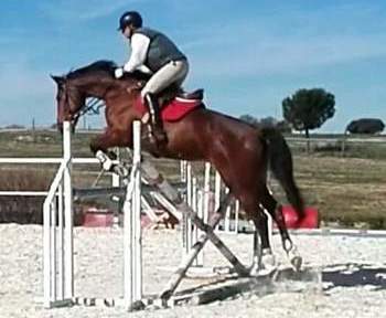 Caballo holandes castaño