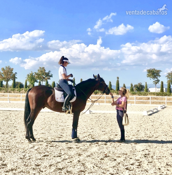 Caballos Pura Raza Española (P.R.E.) PRE - Potro PRE de calidad
