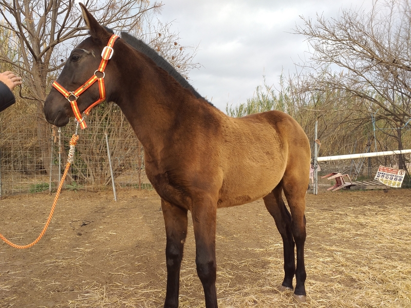 Se vende potra lusitana 8 meses in 