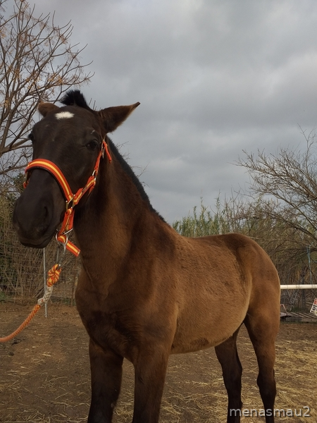 Lusitana  {TYPE}