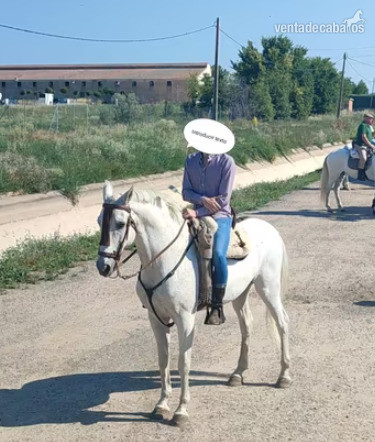 CABALLO TORDO PRE in 