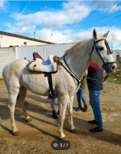 Caballos Pura Raza Española (P.R.E.) EMPTY - CABALLO TORDO PRE