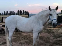 CABALLO TORDO PRE