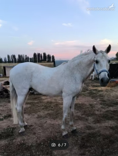 CABALLO TORDO PRE - EMPTY