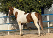 En venta Caballo pío 