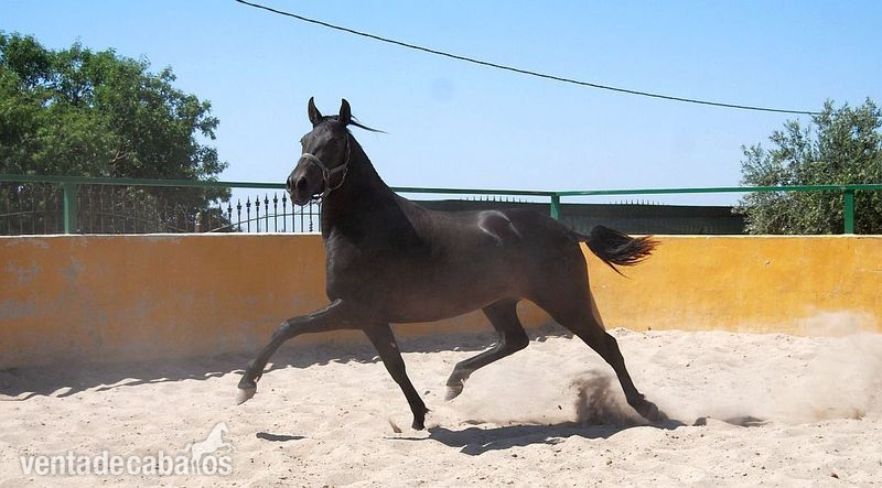 Pura Raza Española {TYPE}