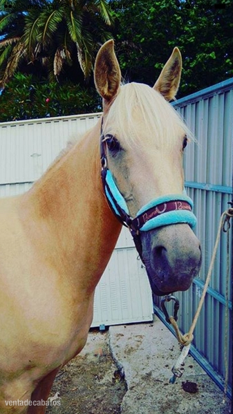 Se vende yegua perla in 