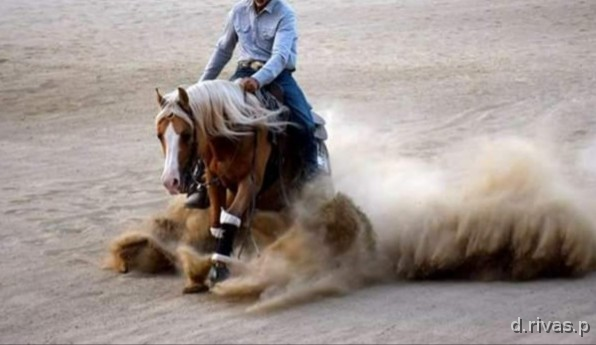 Quarter horse palomino in 
