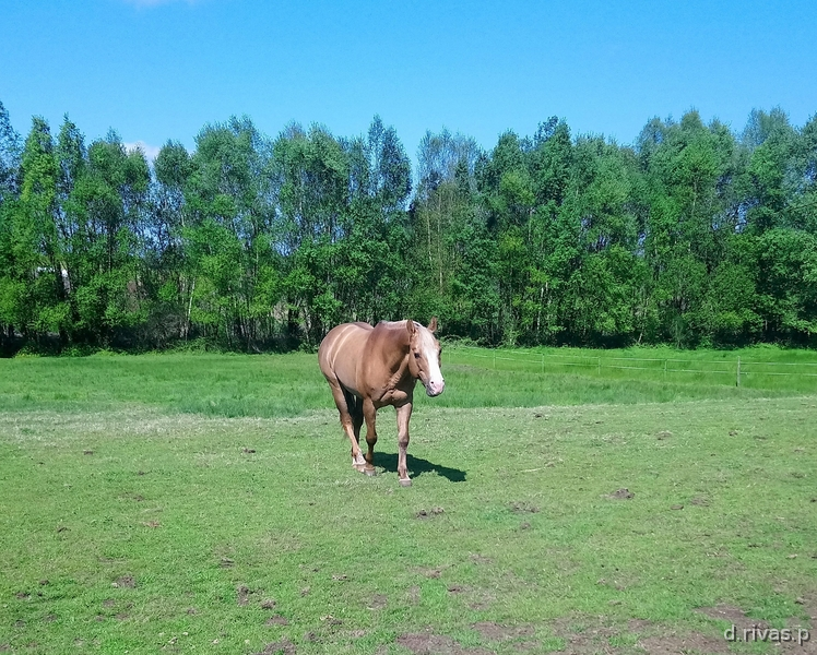 Quarter horse