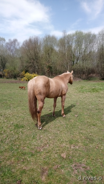 Quarter horse {TYPE}