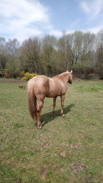 Quarter horse {TYPE}