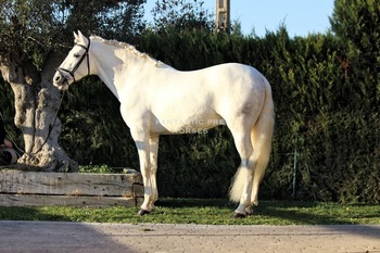 Caballo Español hermano propio de Garbi VIII
