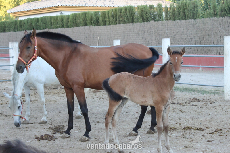 potros y caballos P.R.E. 100% cartujanos in 