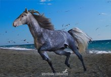 Cartujano