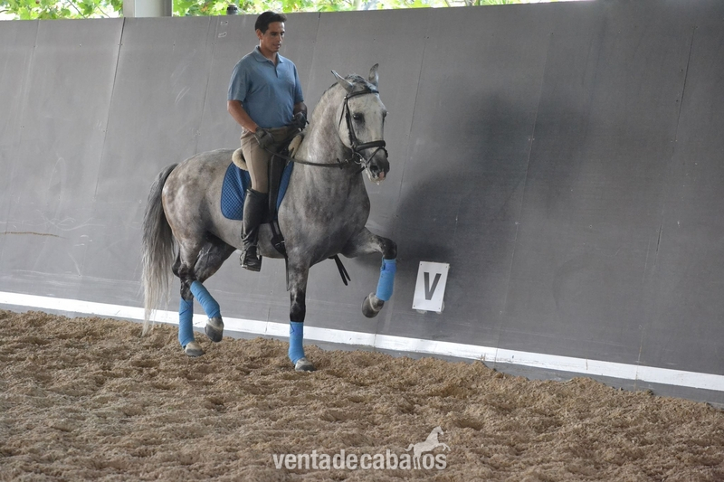 Caballo PRE Domado in 