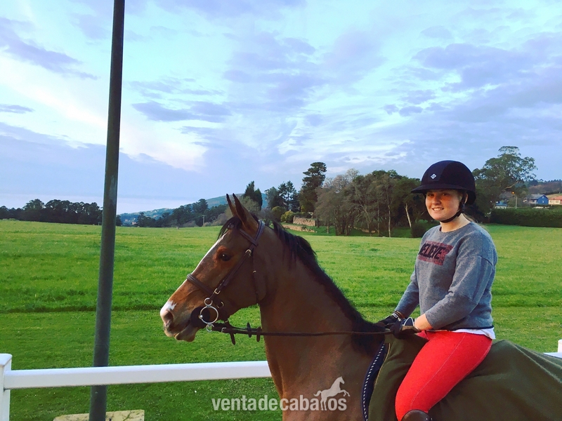 Caballo de Deporte Español (CDE)