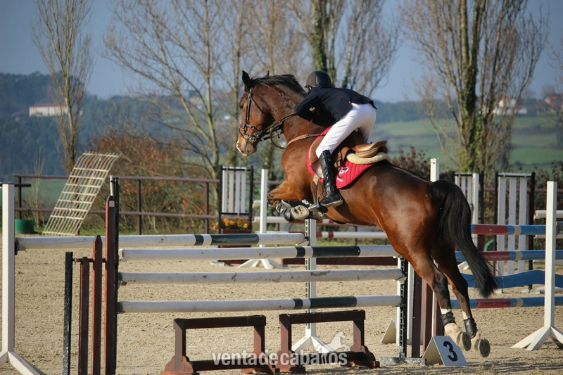 Caballo de Deporte Español (CDE) {TYPE}