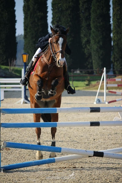 Yeguas Caballo de Deporte Español (CDE) - Yegua de salto