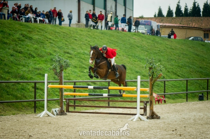 Yegua de salto - Yeguas Caballo de Deporte Español (CDE)
