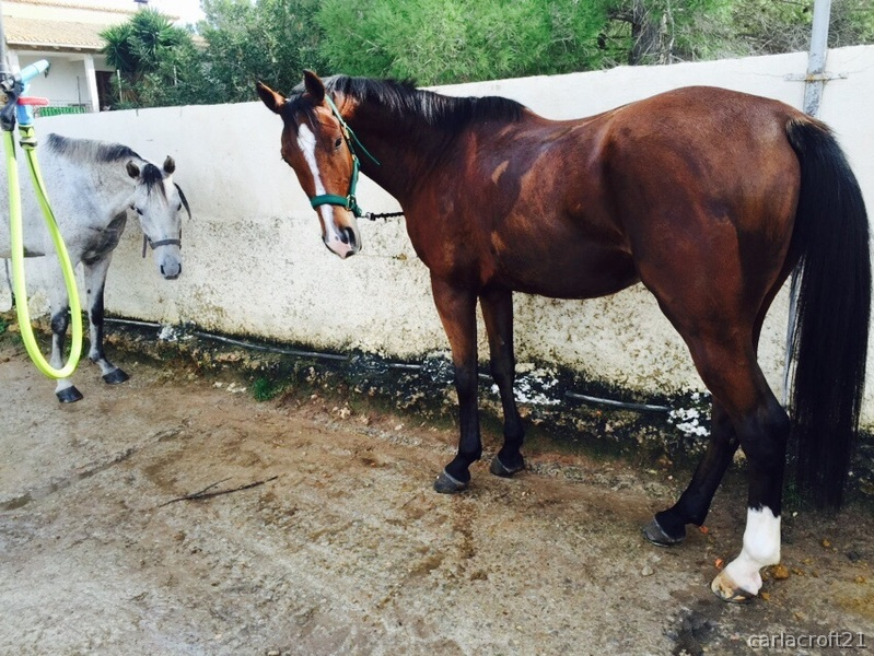 Vendo caballo angloeuropeo 2009 para jinete experimentado  in 
