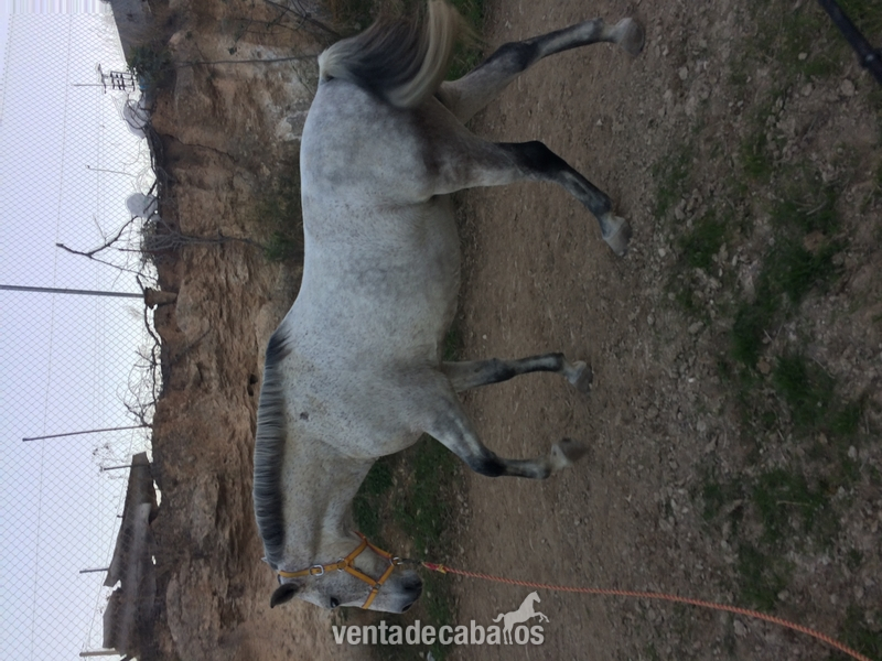 CABALLO CRUZADO NOBLE  in 