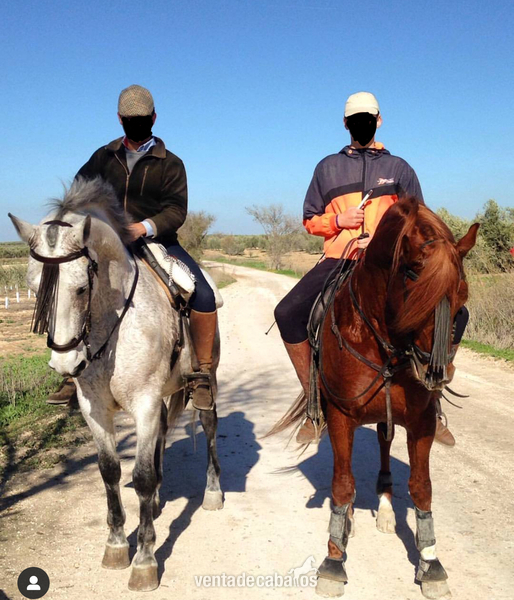 CABALLO CRUZADO NOBLE  - Caballos Capados in 