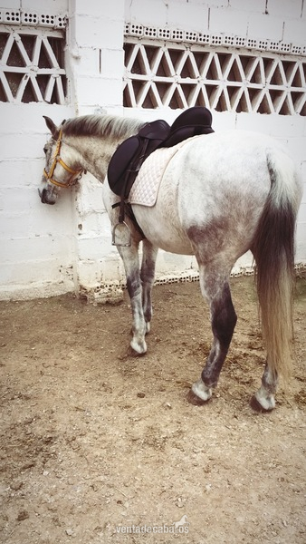 CABALLO CRUZADO NOBLE  - Caballos Capados
