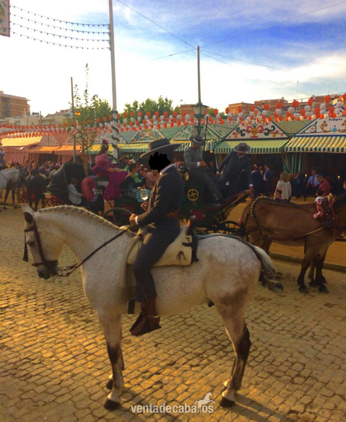 CABALLO CRUZADO NOBLE  