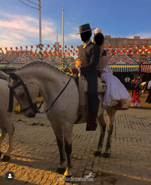 Caballos Capados - CABALLO CRUZADO NOBLE  in 