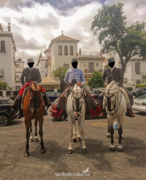 Caballos Capados - CABALLO CRUZADO NOBLE 