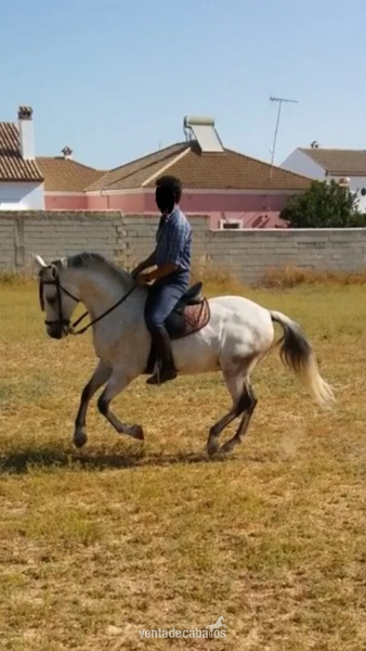 Caballos Capados Cruzado - CABALLO CRUZADO NOBLE 