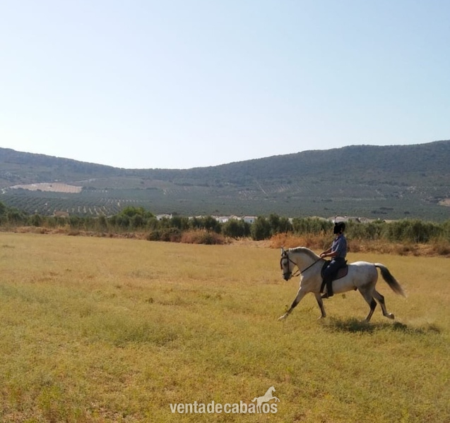 CABALLO CRUZADO NOBLE  - Caballos Capados Cruzado
