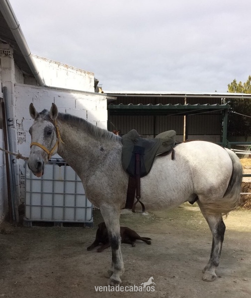 CABALLO CRUZADO NOBLE  - Cruzado