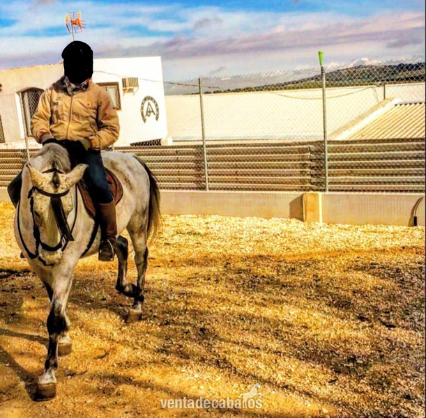 CABALLO CRUZADO NOBLE  - Caballos Capados