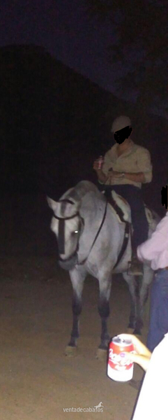 CABALLO CRUZADO NOBLE 