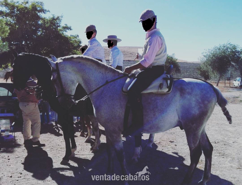  CABALLO CRUZADO NOBLE 