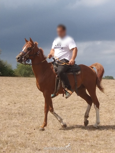 Se vende o se cambia caballo árabe  in 