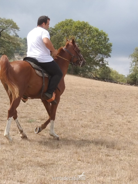 Arabe