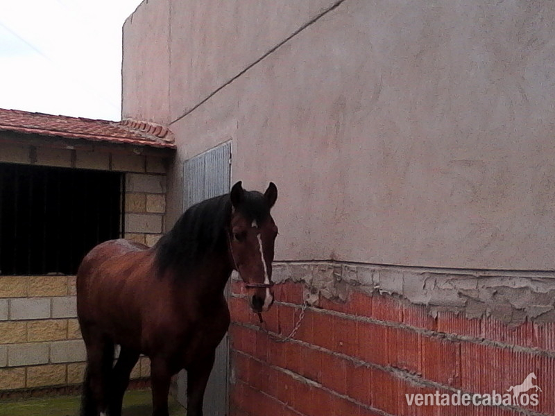Caballo pre castano in 