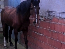 Caballo pre castano