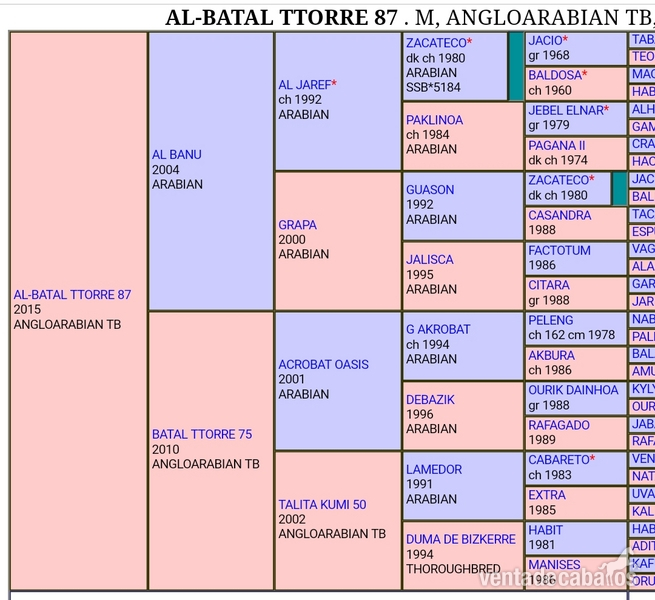 Potra anglo arabe al 87,5% de árabe - Potras Anglo-árabe
