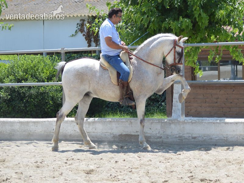 Hispano/Árabe, Alta escuela y Doma Vaquera in 