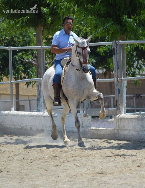 Hispano-Arabe
