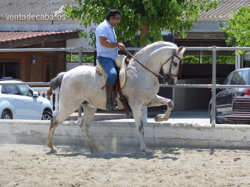 Hispano-Arabe {TYPE}