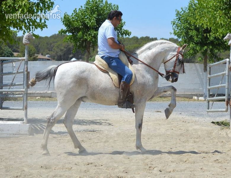 Caballo Hispano Árabe Hispano-Arabe - Hispano/Árabe, Alta escuela y Doma Vaquera