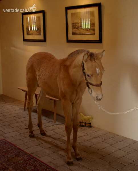 Yegua y potro isabelo doble Gen Pearl - Caballos Pura Raza Española (P.R.E.) Pura Raza Española