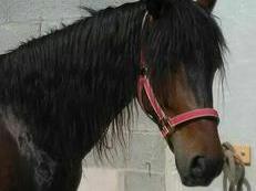Venta caballo PRE