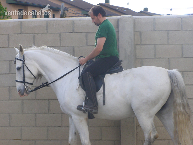 Caballo Pura Raza Español PRE in 