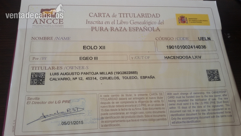 Caballo Pura Raza Español PRE - Pura Raza Española