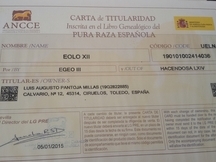 Caballo Pura Raza Español PRE